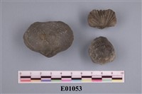 藏品(腕足類化石)的圖片